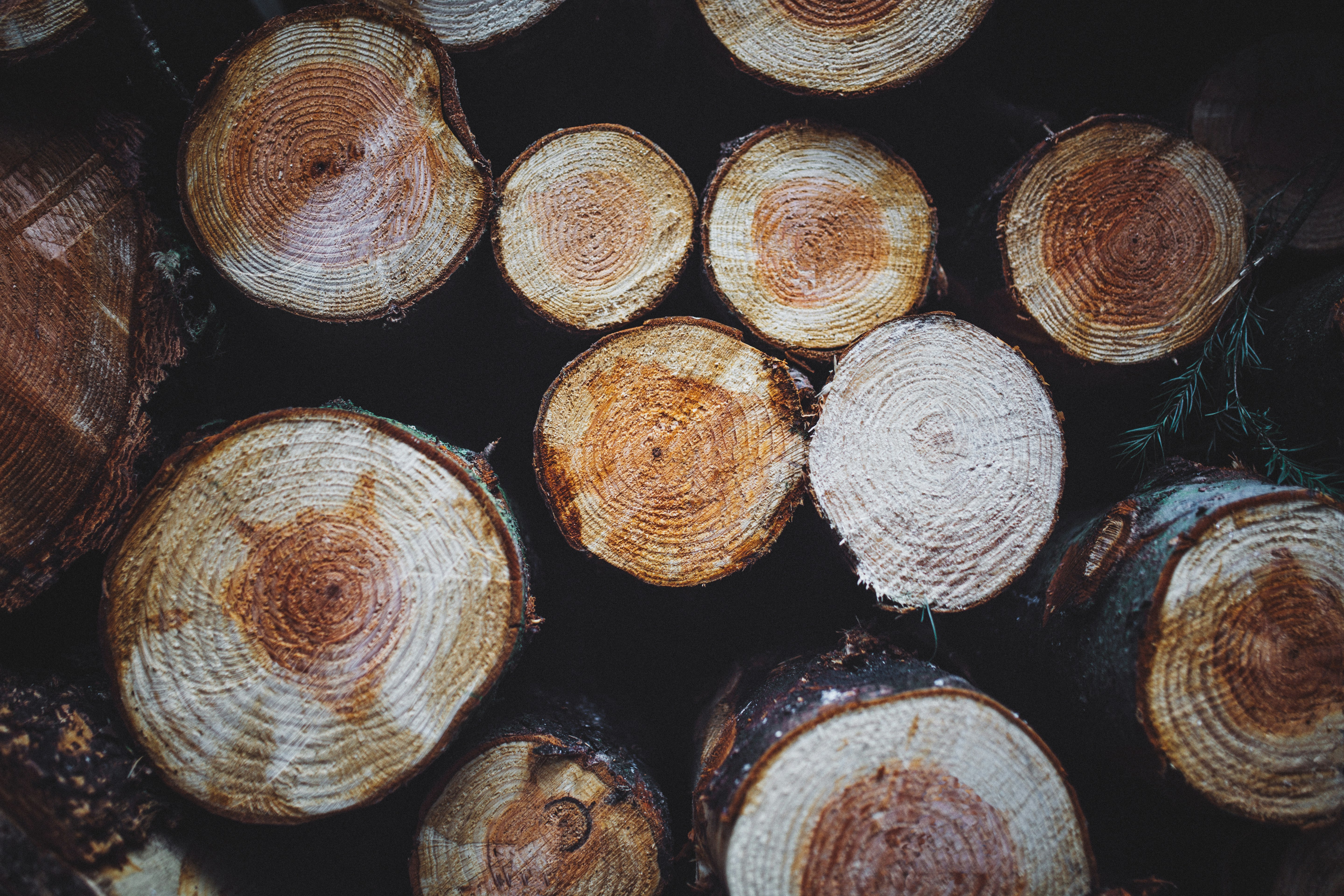 brown tree log lot